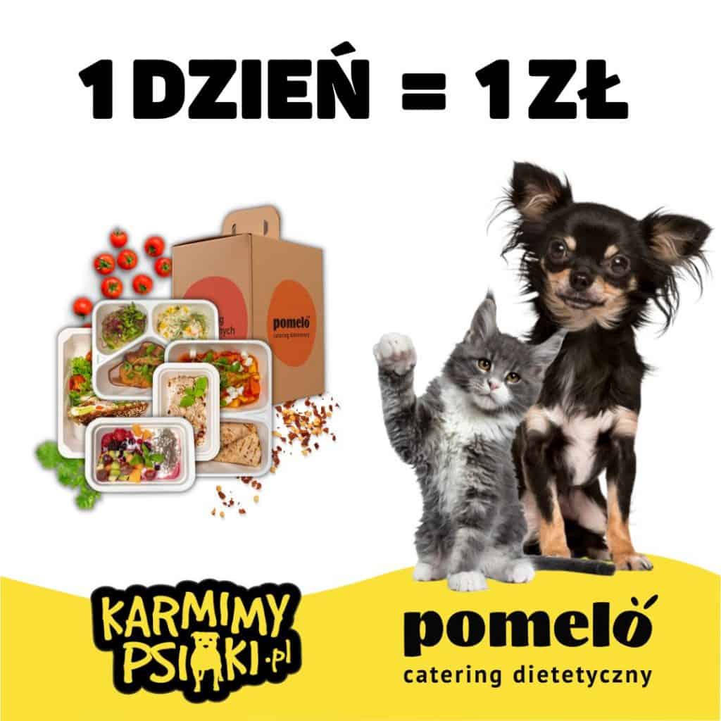 Dieta pudełkowa promocje cateringu dietetycznego Pomelo